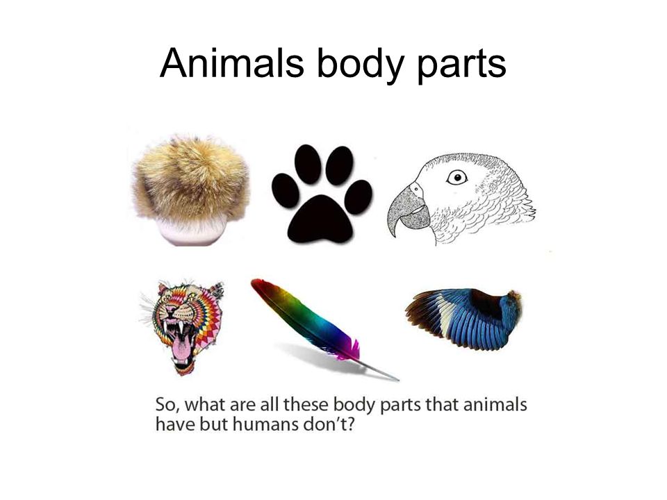 Body parts Humans vs. animals. - ppt video online download