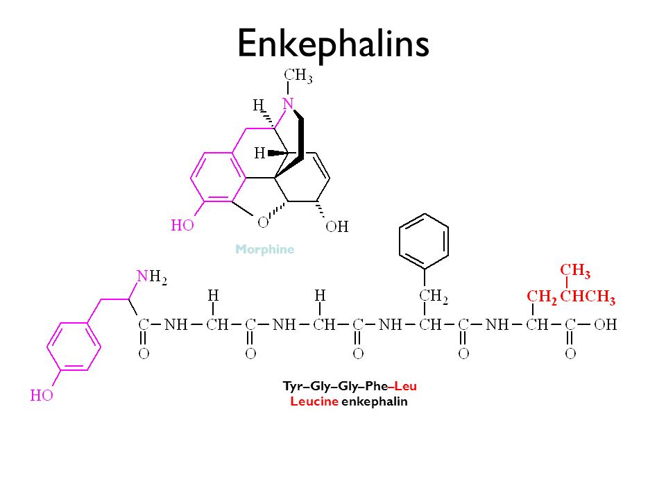 Эндорфин 2. Мет энкефалин строение. Лейцин энкефалина Tyr Gly Gly phe Leu формула. Лей энкефалин формула. Метионин энкефалин структурная формула.
