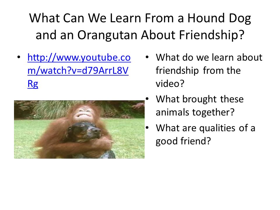 What Can We Learn From a Hound Dog and an Orangutan About Friendship