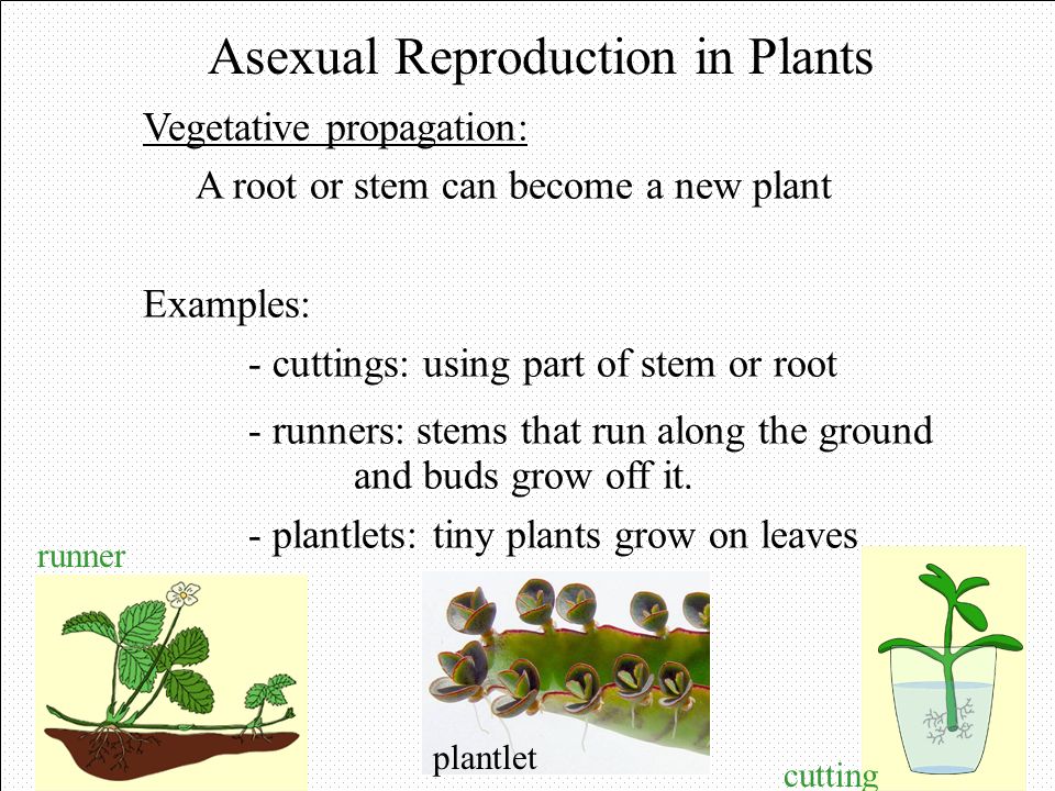 Asexual Reproduction in Plants.