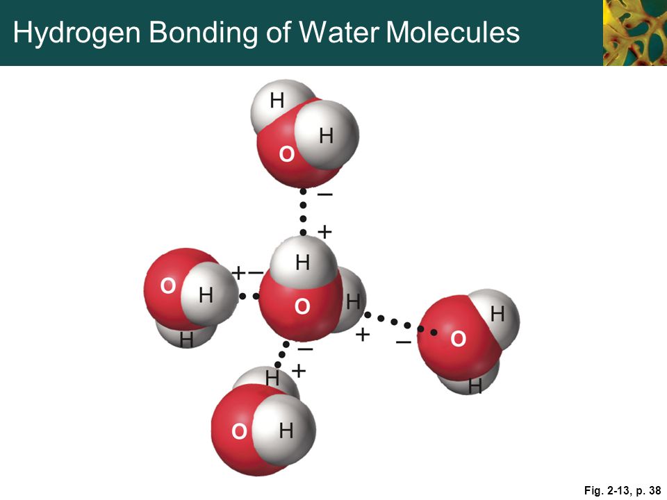 Hydrogen Bonding of Water Molecules.