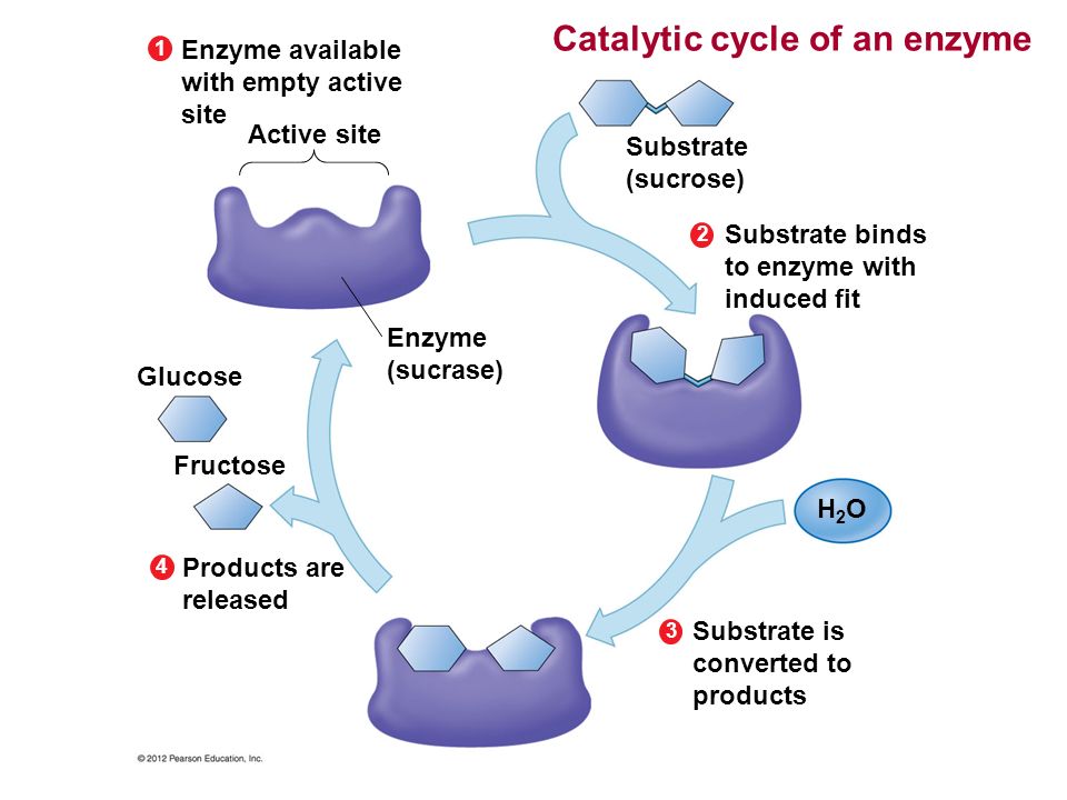 Пав энзимы. Enzyme. Enzyme Biochemistry. Enzyme sucrose. Субстрат эйказаноидов.