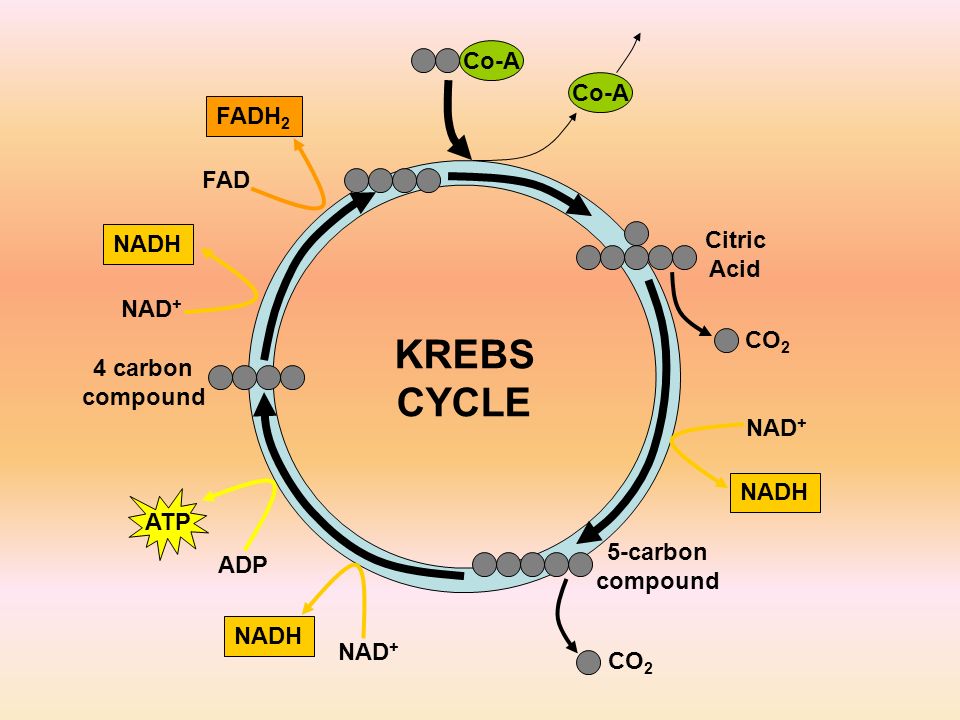 KREBS CYCLE Co-A Co-A FADH2 FAD Citric NADH Acid NAD+ CO2 4 carbon.