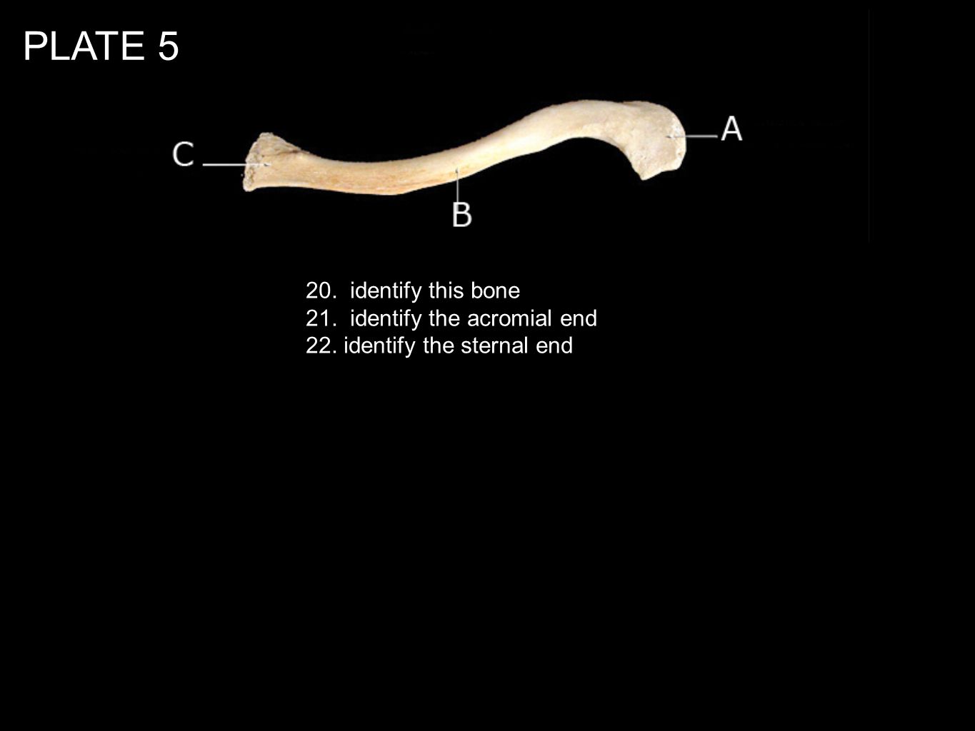 PLATE identify this bone 21. identify the acromial end