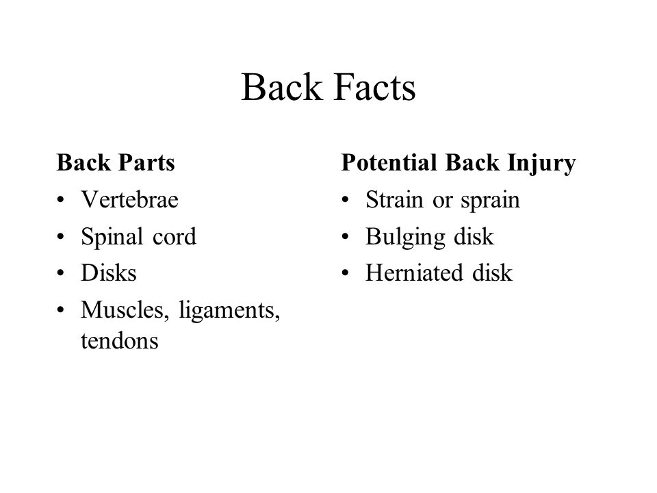 Back Facts Back Parts Vertebrae Spinal cord Disks