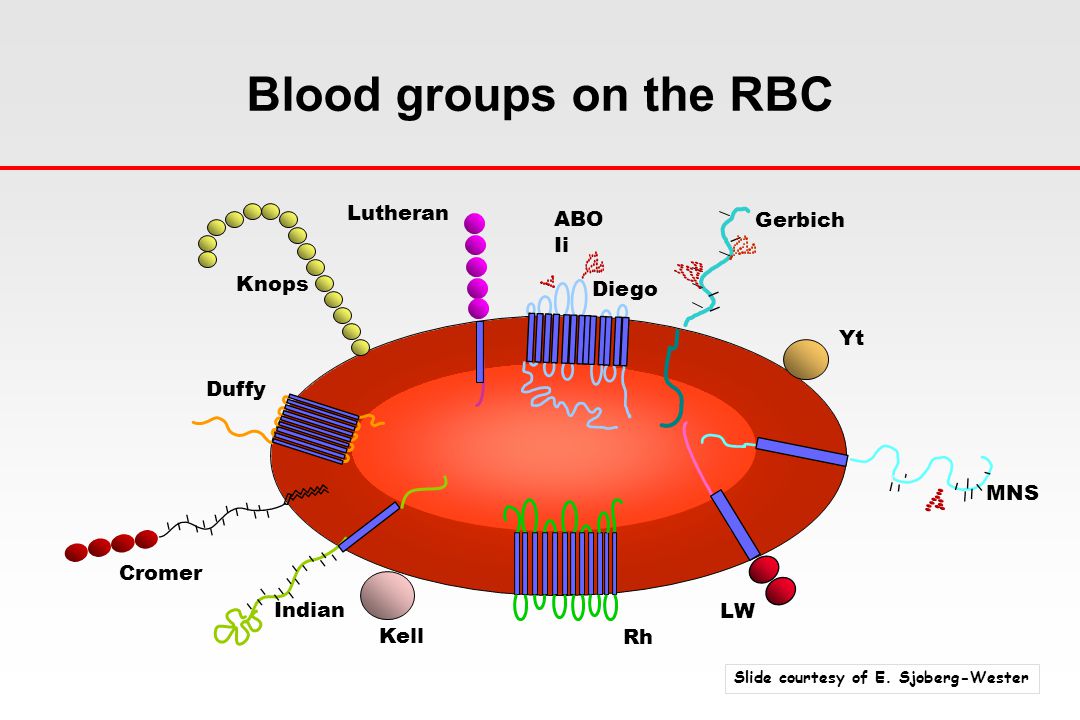 Blood groups