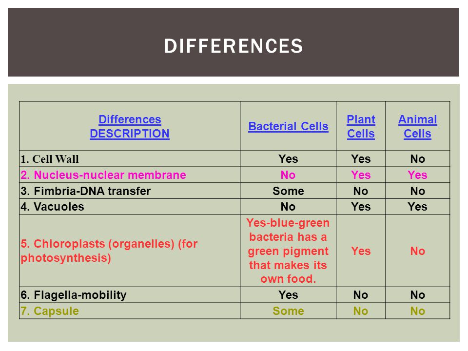 What's the difference? Plant, animal, and bacterial cells - ppt download