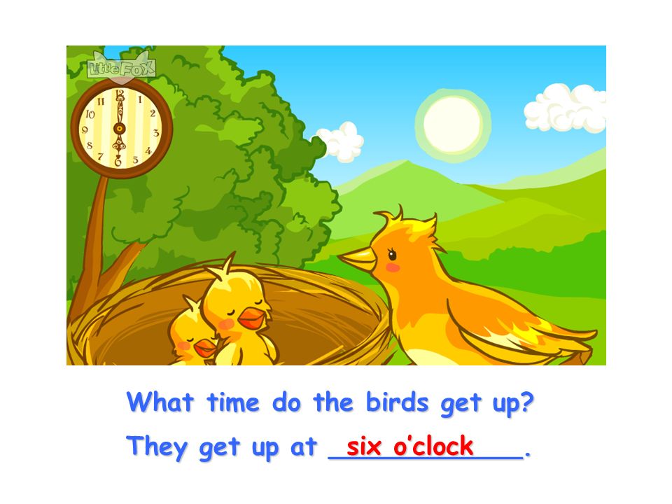 What time do the birds get up