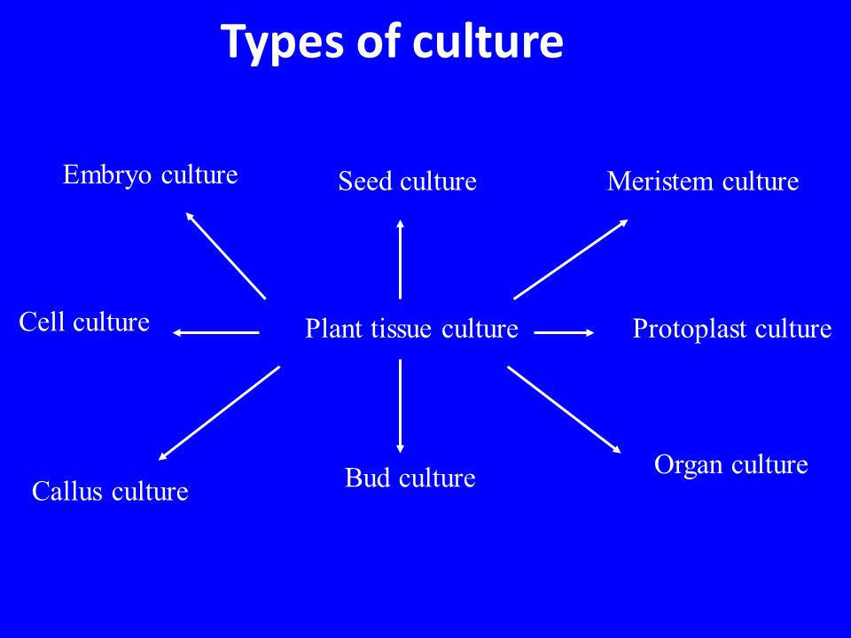 Image result for types of culture