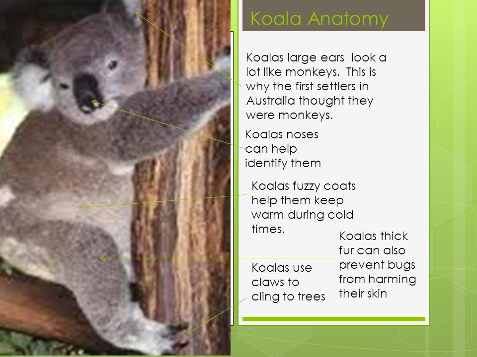 Коала перевод. Коала на английском. Животные коала проект. Про коалу на английском 5 класс. Проект коала на английском.