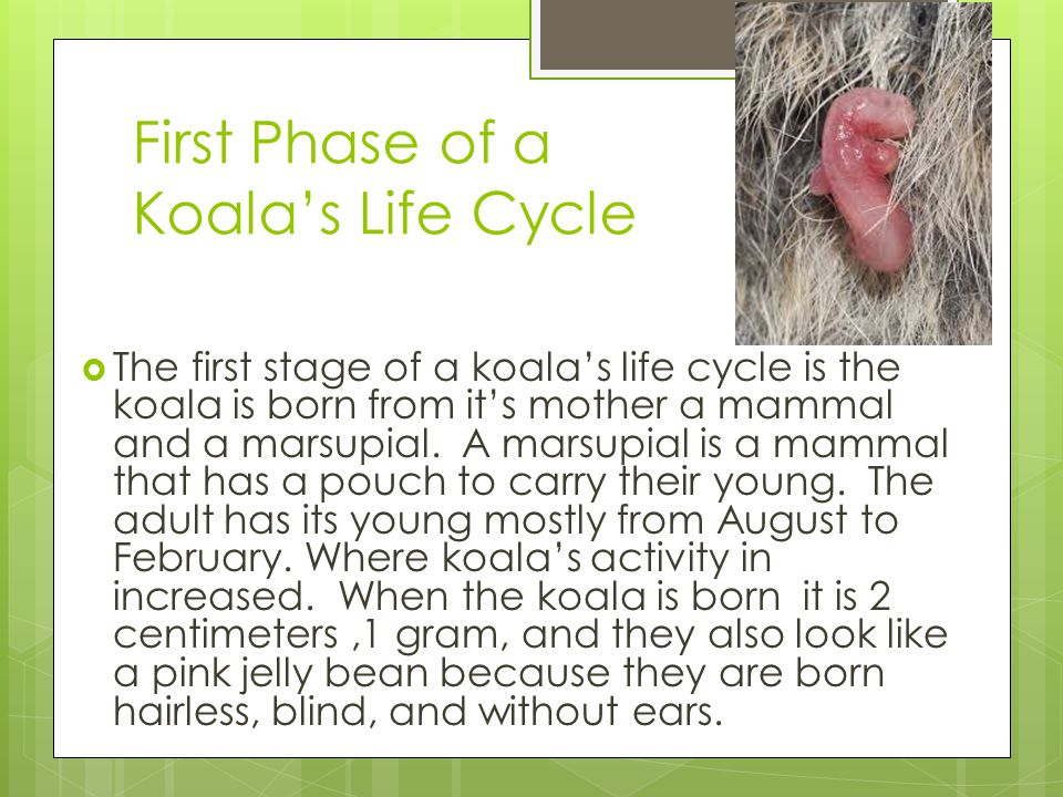 The Life Cycle Of A Koala Ppt Video Online Download