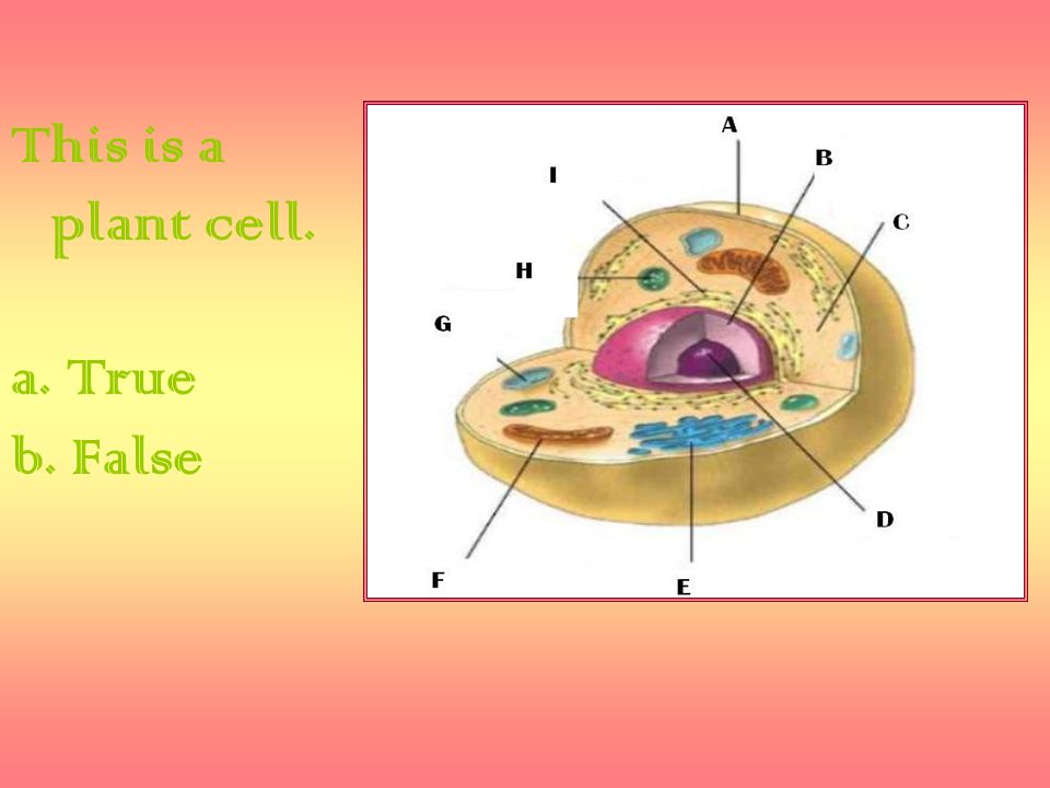 Cell Organelles. - ppt video online download
