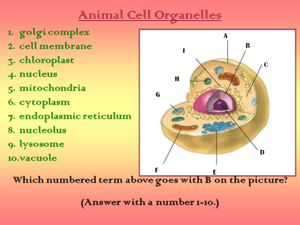 Cell Organelles Ppt Video Online Download