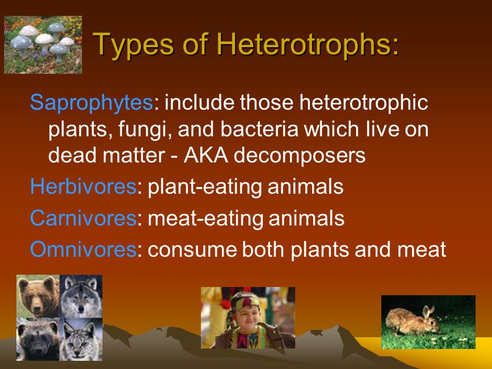 Types of Heterotrophs: