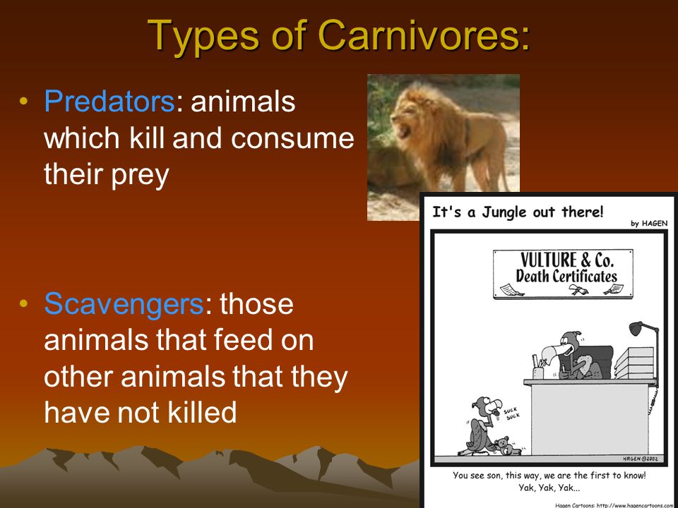 Types of Carnivores: Predators: animals which kill and consume their prey.