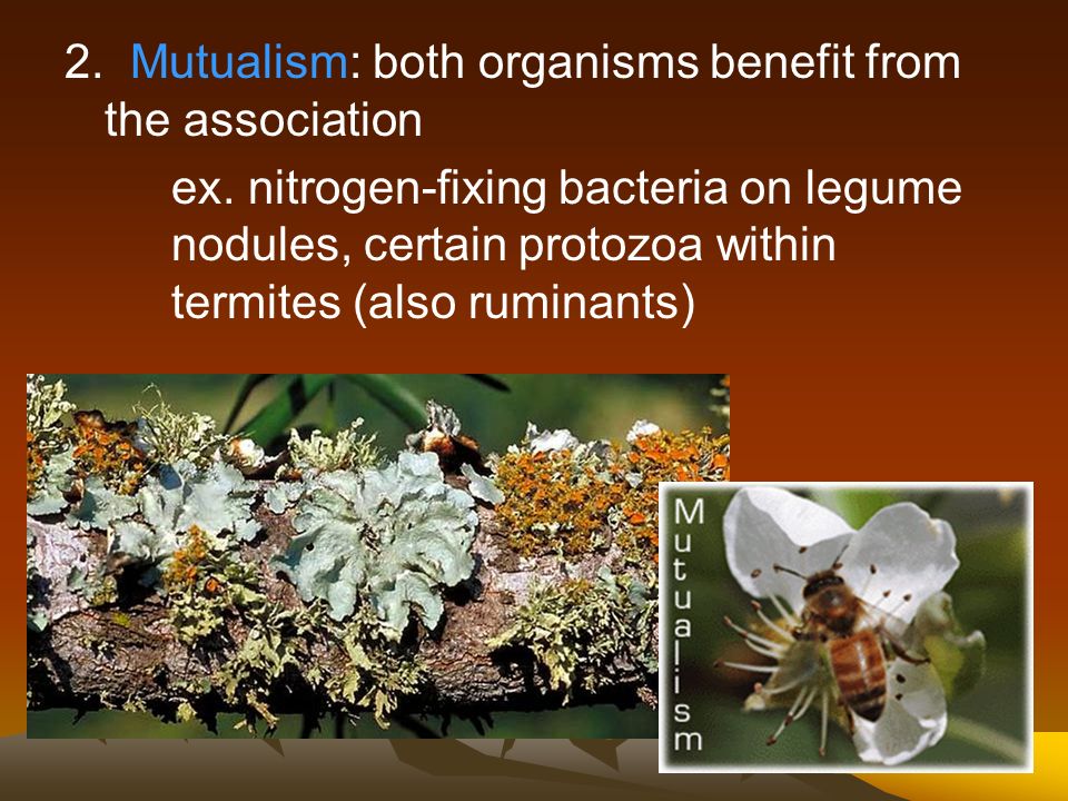 2. Mutualism: both organisms benefit from the association