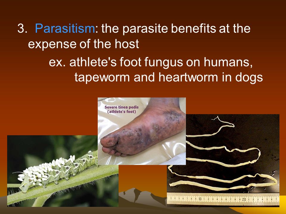 3. Parasitism: the parasite benefits at the expense of the host