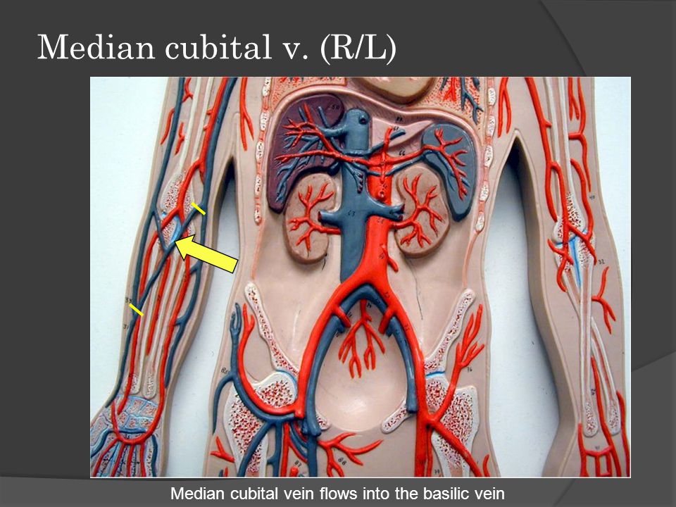 Median cubital v. (R/L) Median cubital vein flows into the basilic vein
