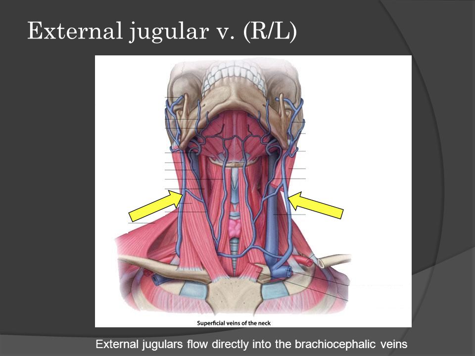 External jugular v. (R/L)