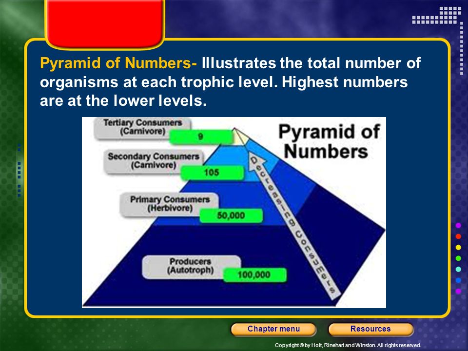 Pyramid of Numbers- Illustrates the total number of organisms at each trophic level.