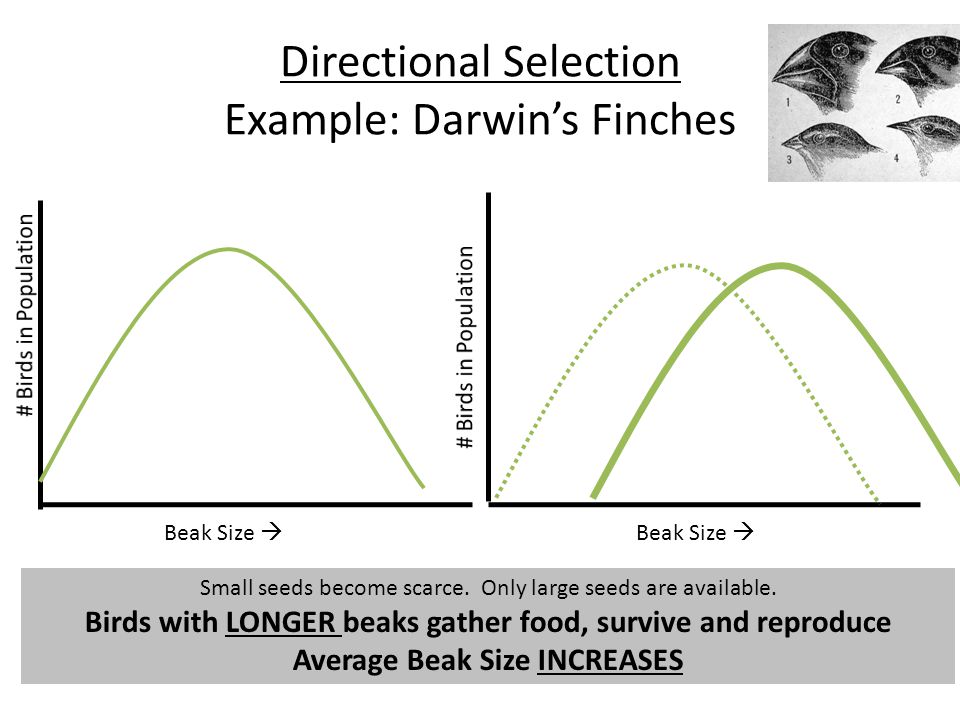 Image result for directional selection example of finches