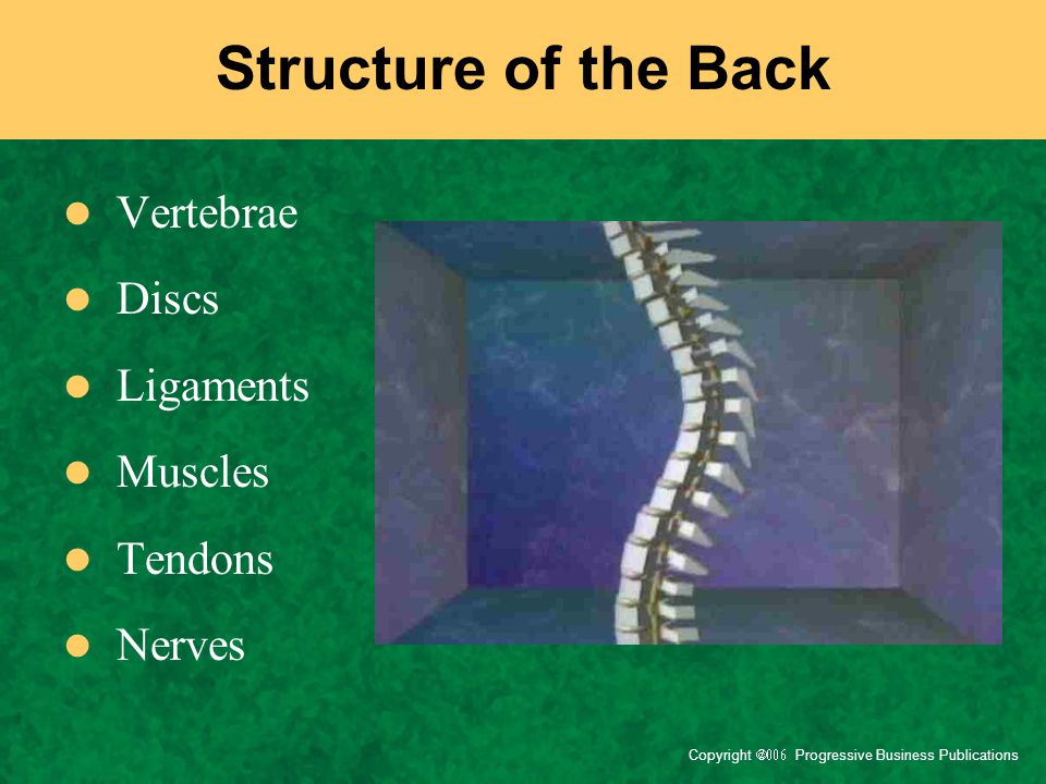 Structure of the Back Vertebrae Discs Ligaments Muscles Tendons Nerves