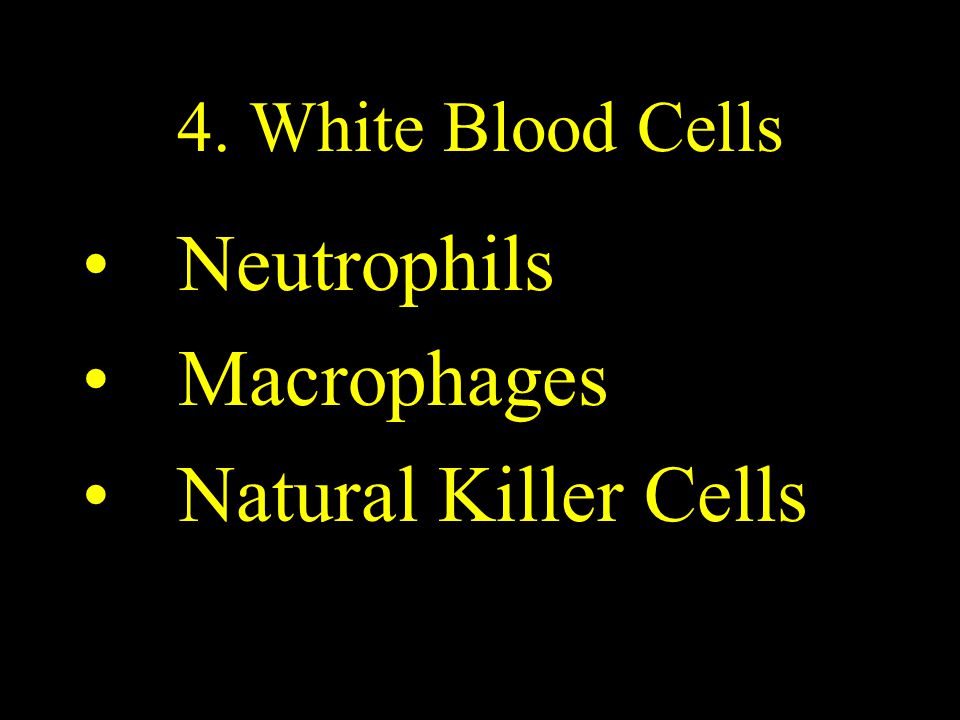 4. White Blood Cells Neutrophils Macrophages Natural Killer Cells