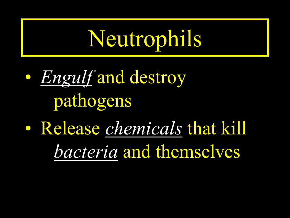 Neutrophils Engulf and destroy pathogens