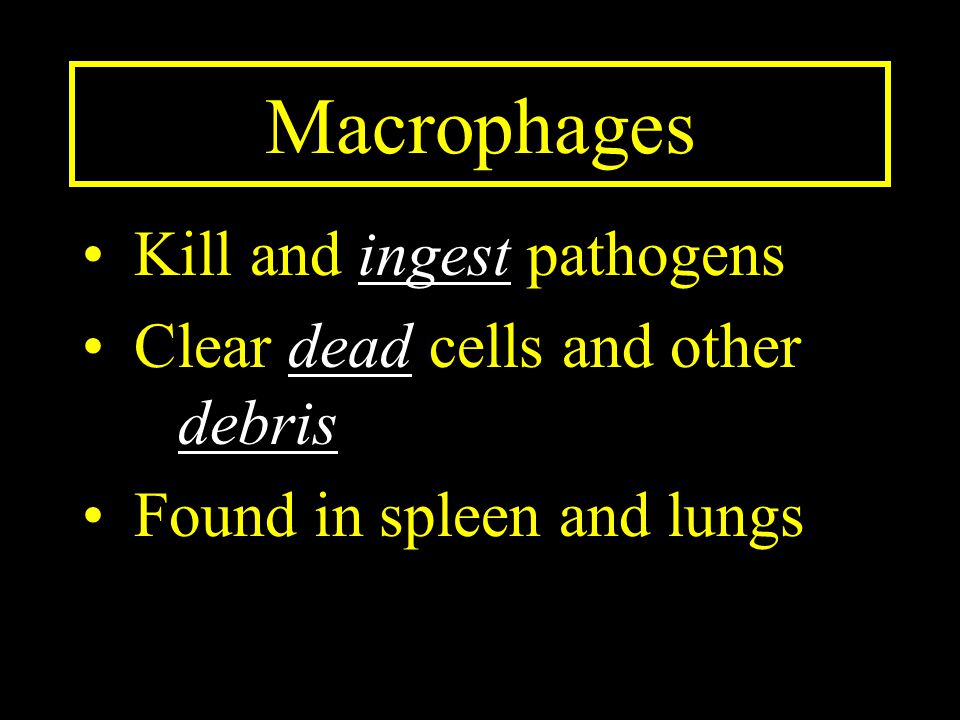 Macrophages Kill and ingest pathogens