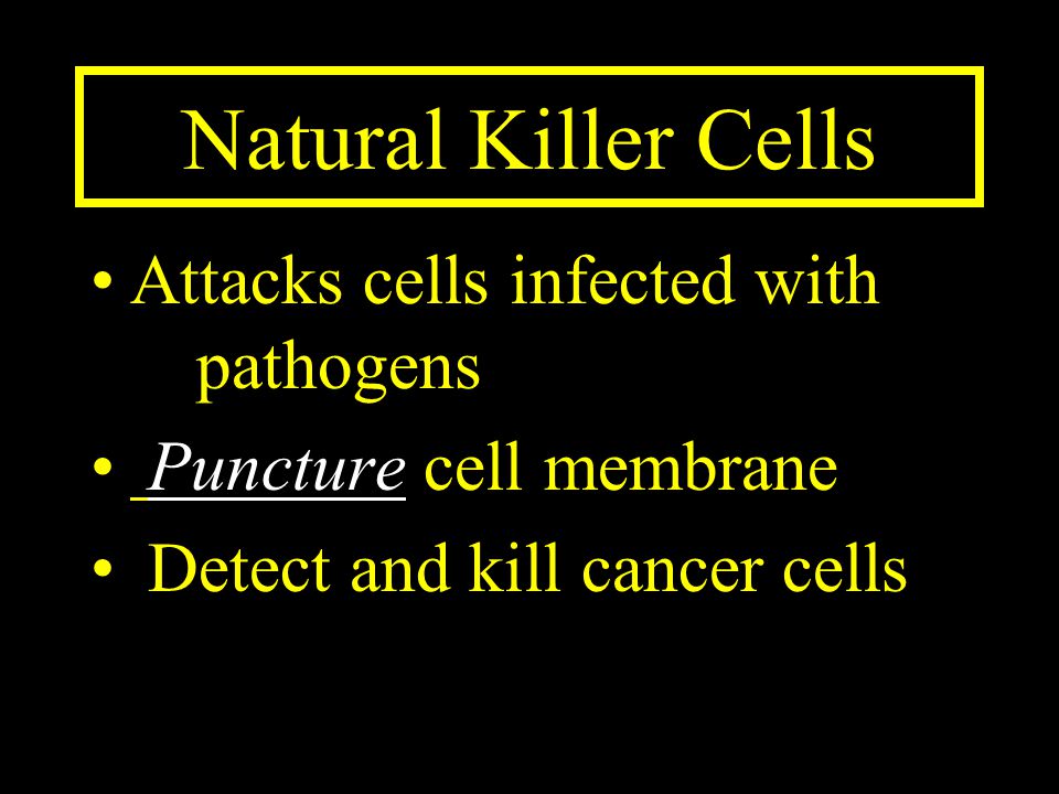 Natural Killer Cells Attacks cells infected with pathogens