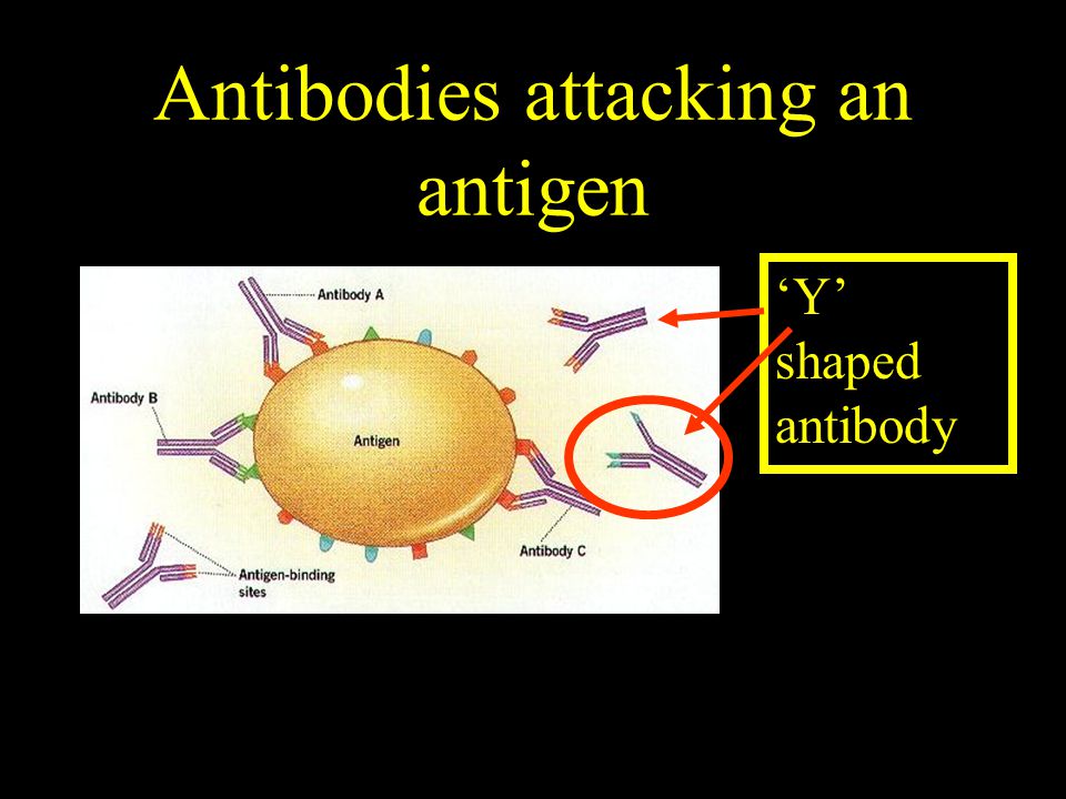 Antibodies attacking an antigen