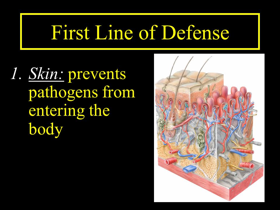 First Line of Defense Skin: prevents pathogens from entering the body