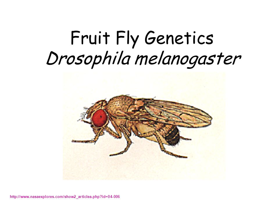 Fruit Fly Genetics Drosophila melanogaster