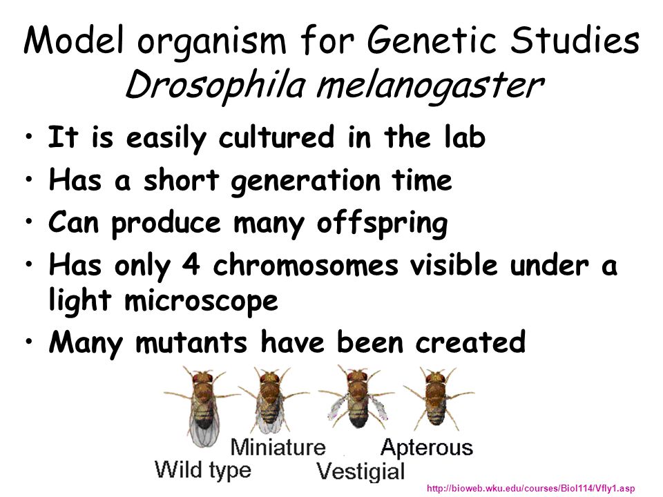 Model organism for Genetic Studies Drosophila melanogaster