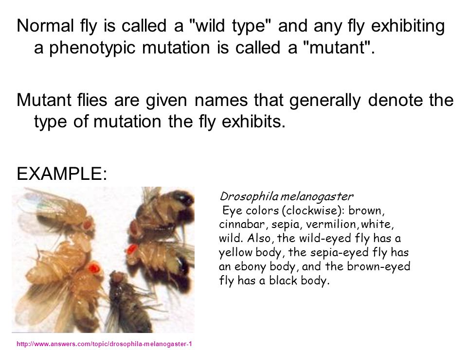 Normal fly is called a wild type and any fly exhibiting a phenotypic mutation is called a mutant .