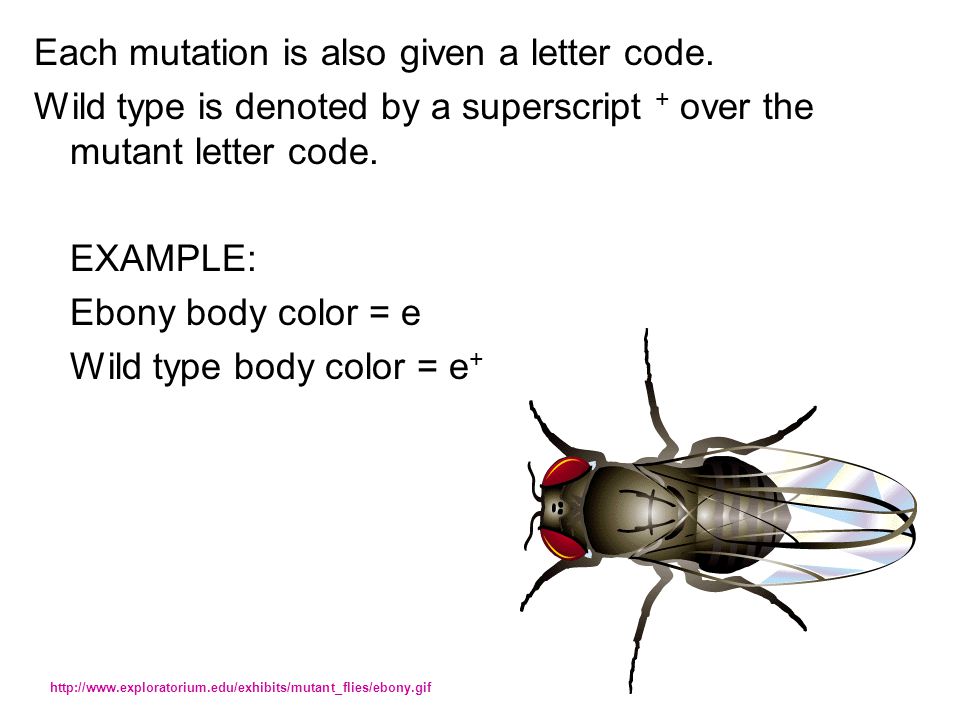 Each mutation is also given a letter code.