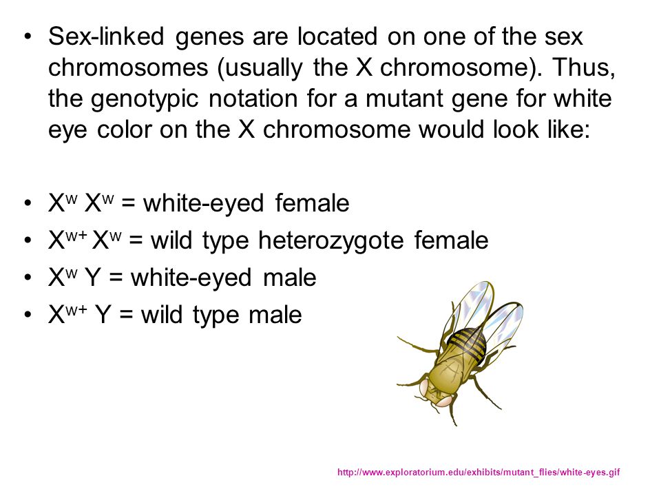 Xw Xw = white-eyed female Xw+ Xw = wild type heterozygote female