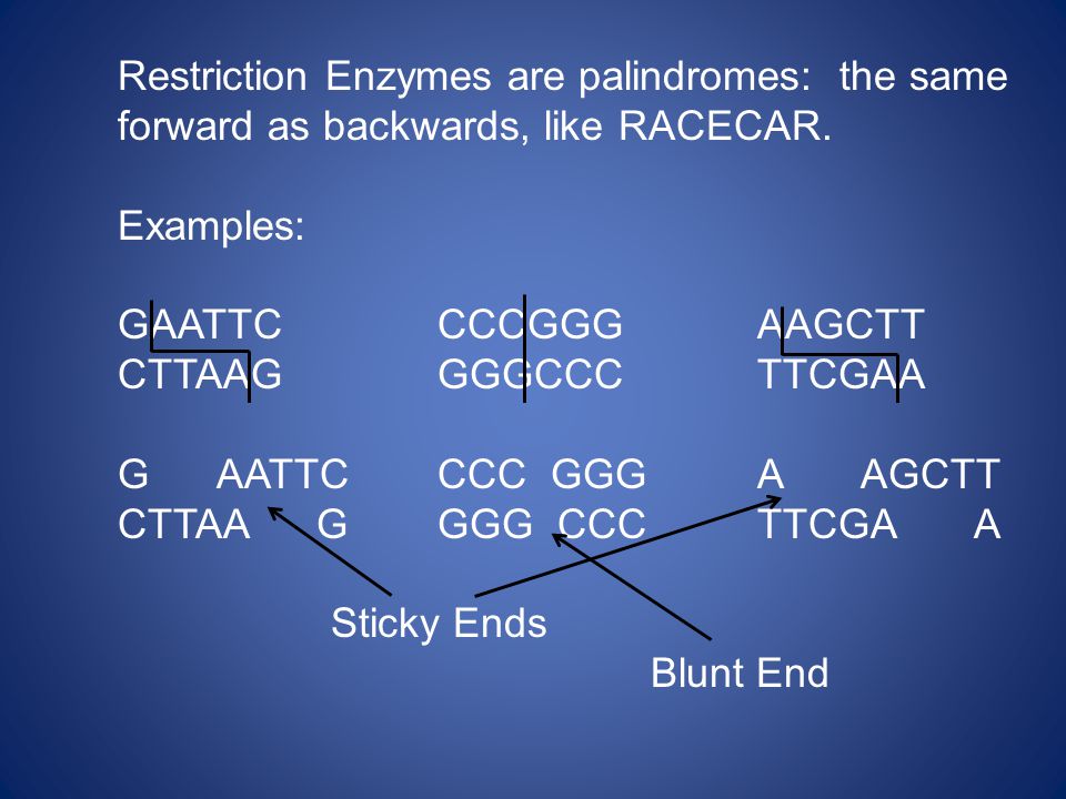 Restriction Enzymes are palindromes: the same forward as backwards, like RACECAR.