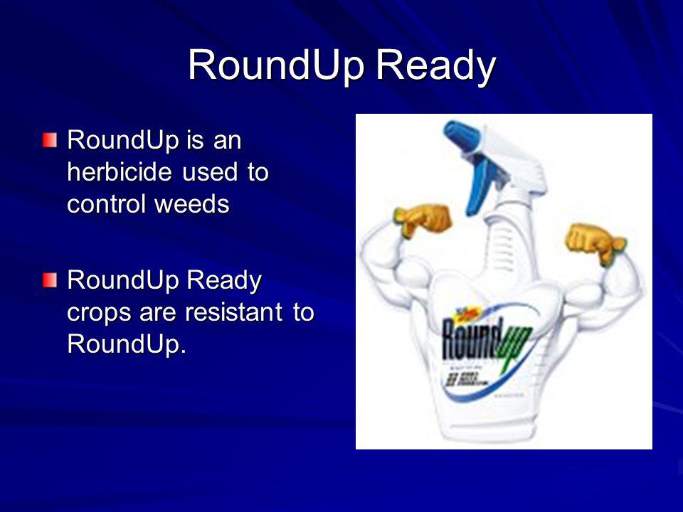 RoundUp Ready RoundUp is an herbicide used to control weeds