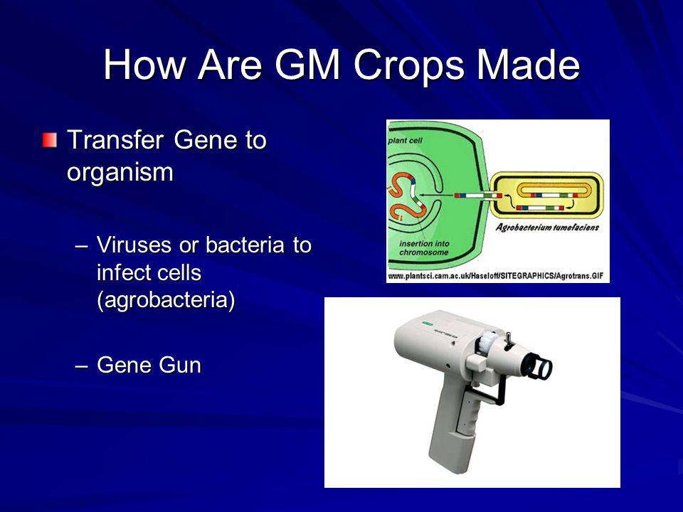 How Are GM Crops Made Transfer Gene to organism