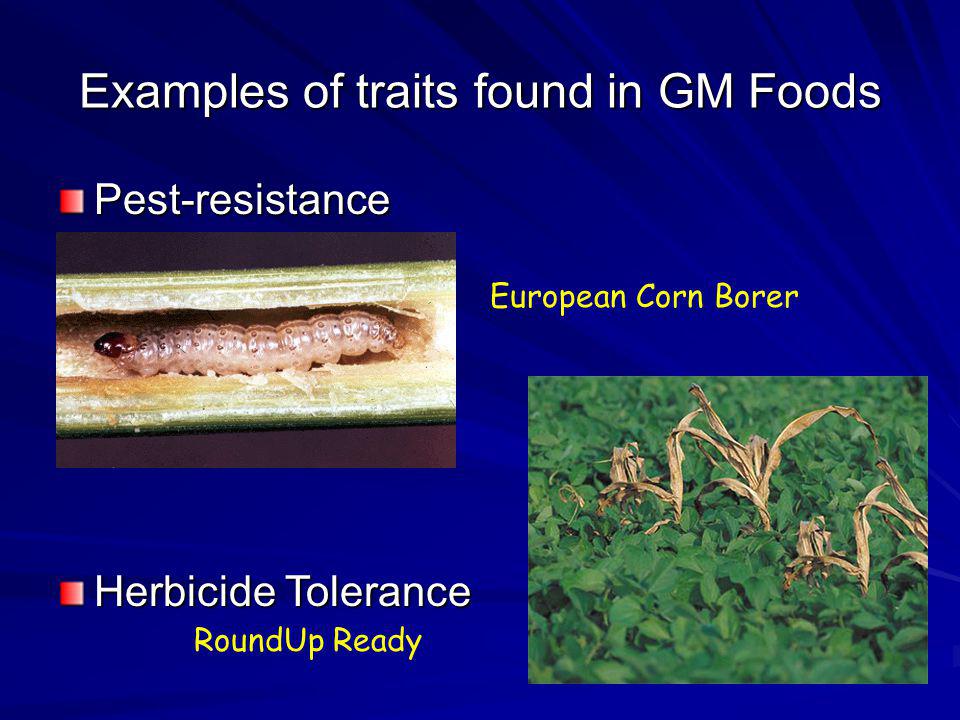 Examples of traits found in GM Foods