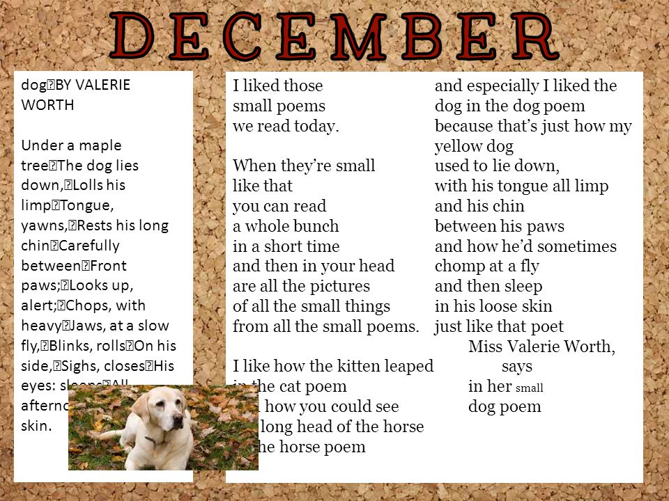 and especially I liked the dog in the dog poem small poems