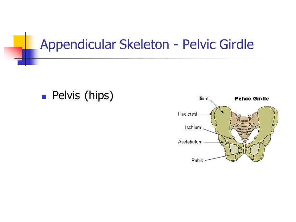 Appendicular Skeleton - Pelvic Girdle