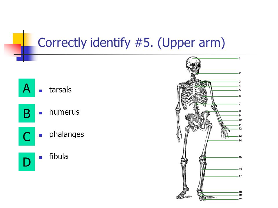 Correctly identify #5. (Upper arm)