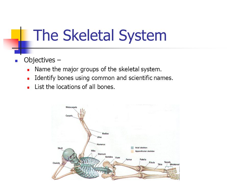 The Skeletal System Objectives –