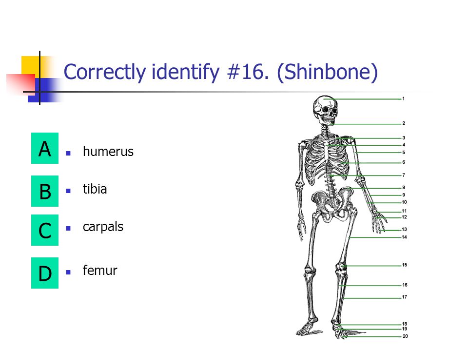 Correctly identify #16. (Shinbone)