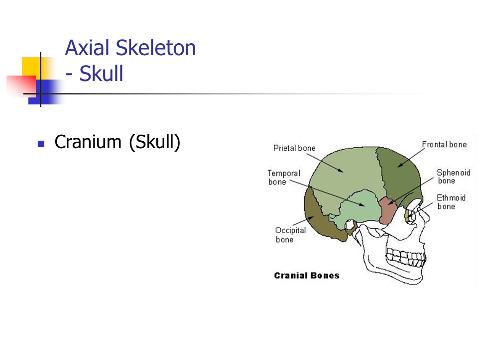 Axial Skeleton - Skull Cranium (Skull)