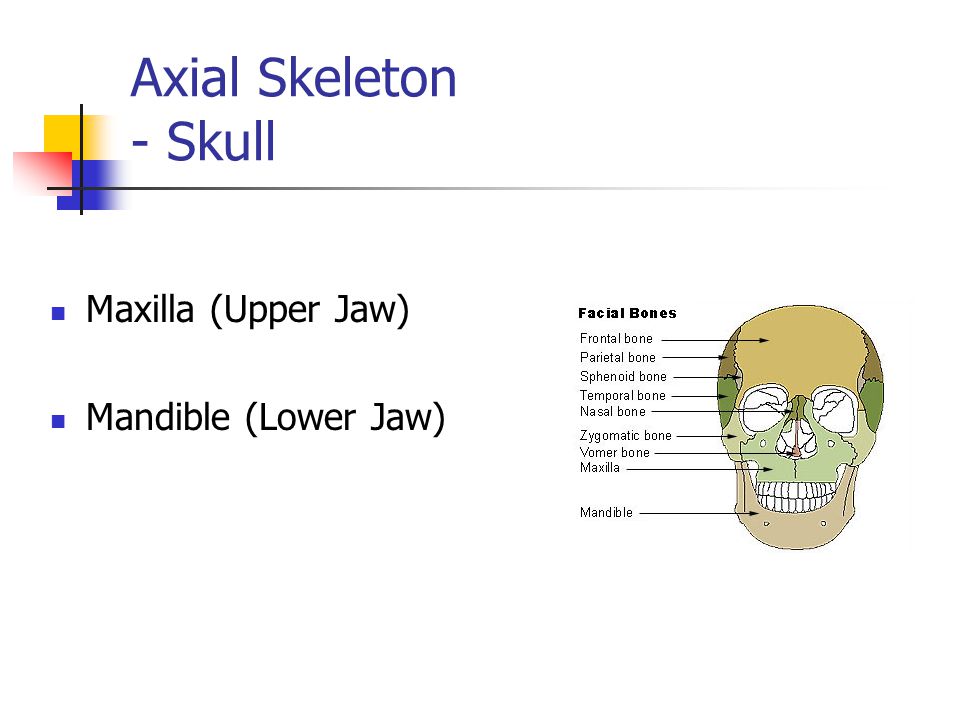 Axial Skeleton - Skull Maxilla (Upper Jaw) Mandible (Lower Jaw)