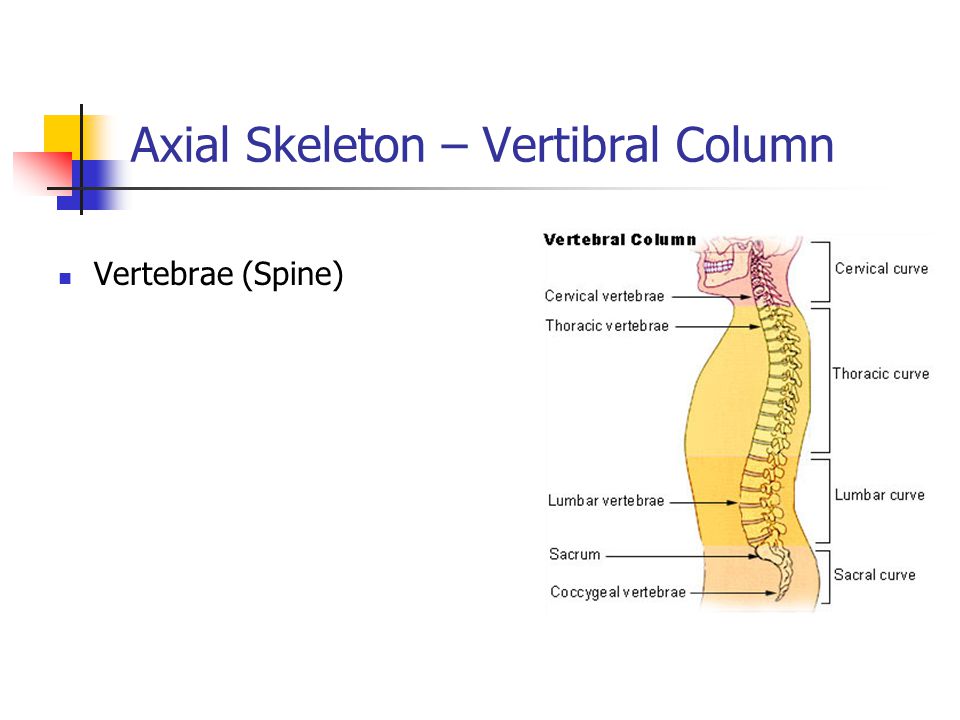 Axial Skeleton – Vertibral Column