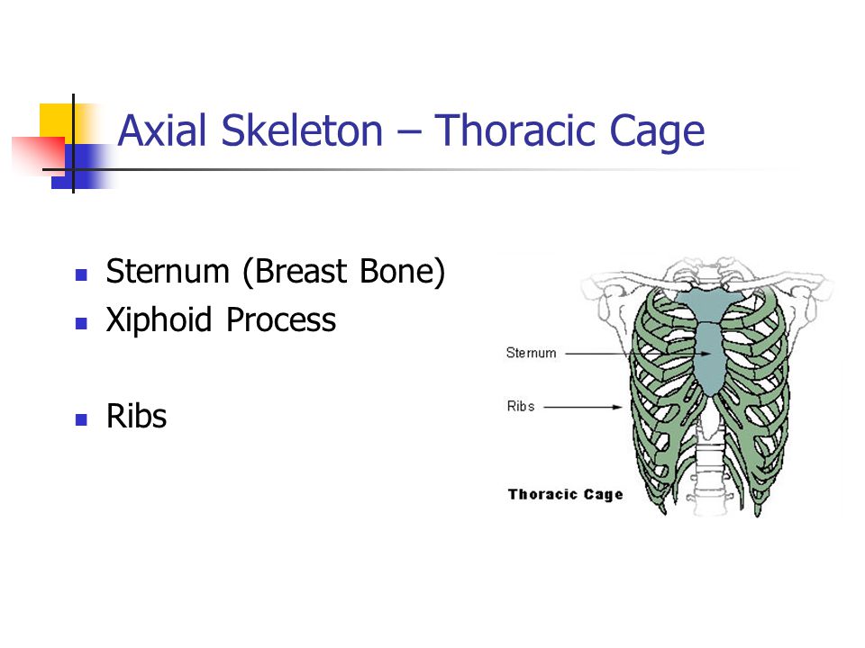 Axial Skeleton – Thoracic Cage